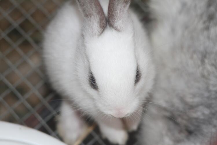 young bunny