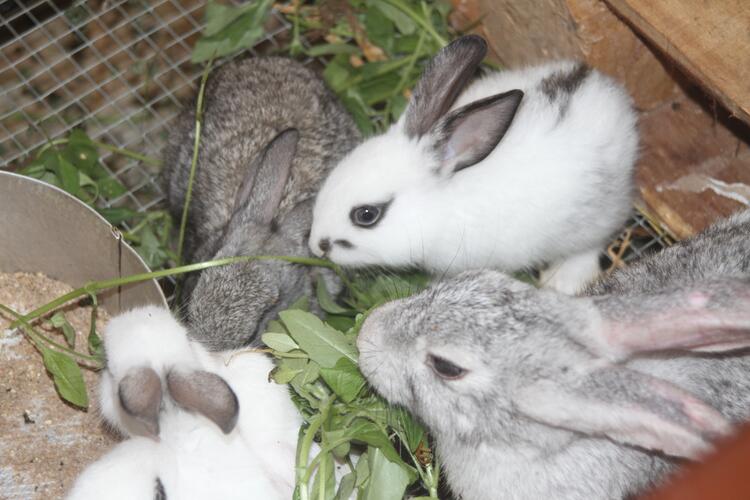rabbits