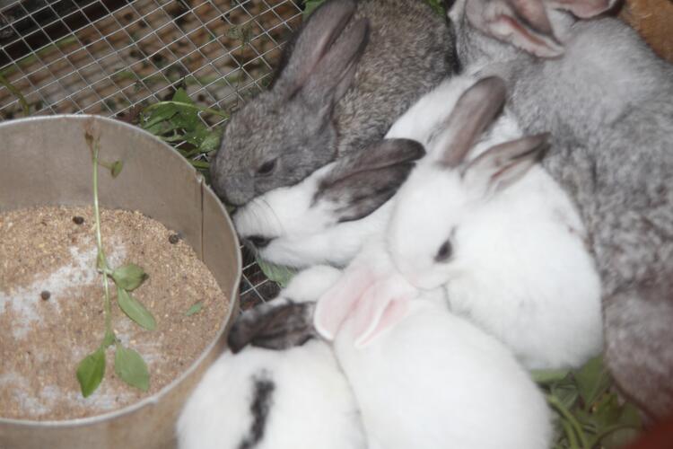 rabbits