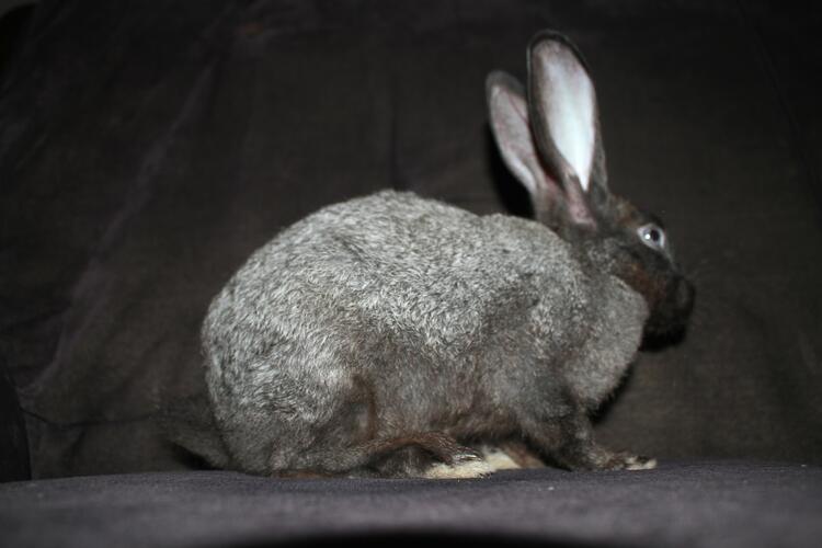 black bunny