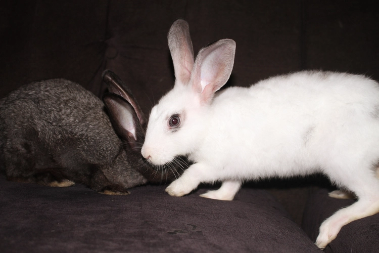 black and white bunnies
