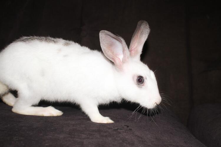 white bunny